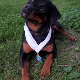 Rottweilers from Magicwinds Rottweilers