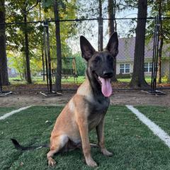 Artak's Home Storm - Fawn male Belgian Malinois puppy in Monroe, North Carolina from Artaks Home Malinois & Doberman Project