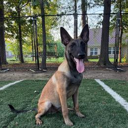 Artak's Home Storm - Fawn male Belgian Malinois puppy in Monroe, North Carolina from Artaks Home Malinois & Doberman Project