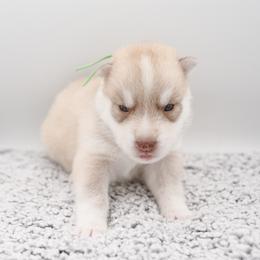 Faraday - Red and white male Siberian Husky puppy in Meadow Vista, California from Thistle Hill Siberians