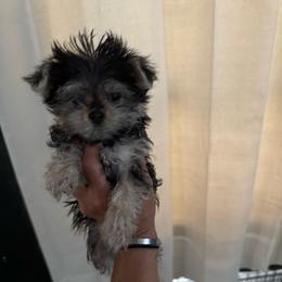 Gemma - Black & tan tri-color female Morkie puppy in Taylorsville, North Carolina from Mountain Top Hot Tailz