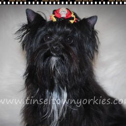 Elvis - Yorkshire Terrier