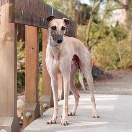 Guapo - Whippet