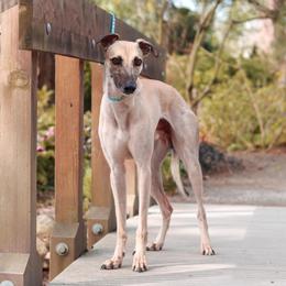 Guapo - Whippet