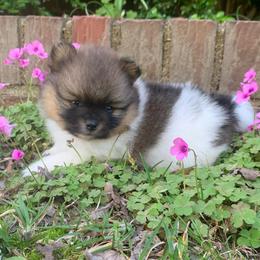 Boy 1 - Chocolate parti male Pomeranian puppy in Gadsden, Alabama from Rich Cat’s