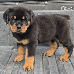 S litter female 2 - Black and mahogany female Rottweiler puppy in Holts Summit, Missouri from Hurleyhaus Rottweilers