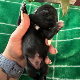 Pug Puppies from Masters Pugs