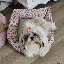 Fancy - Shih Tzu