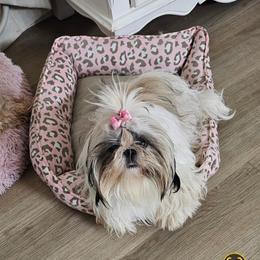 Fancy - Shih Tzu