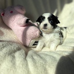 AKC  Miss potato - Black and white female Shih Tzu puppy in Las Vegas, Nevada from Vegas Shih Tzus