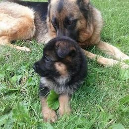 German Shepherd Puppies from Carrithers Kennels
