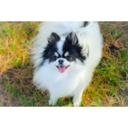 Victoria - Pomeranian