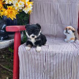 Cadbury - Black tri male Miniature Australian Shepherd puppy in Gainesboro, Tennessee from Family Tradition