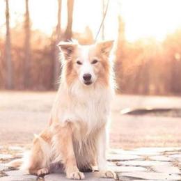 Fable - Border Collie