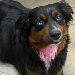 Aussiedoodles and Australian Shepherds from Southern Paws Mini Aussies