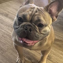 French Bulldogs from Willamette Valley Doodles