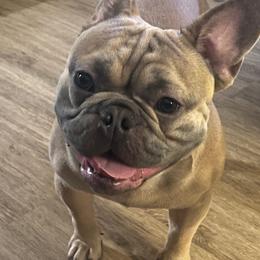 French Bulldogs from Willamette Valley Doodles