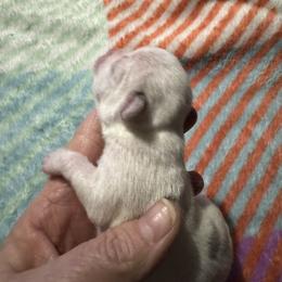 Chihuahua and Pembroke Welsh Corgi Puppies from Stephanie’s Corgi Colony