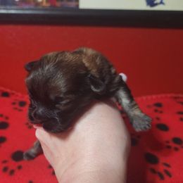 Baby - Brown and white female Shichon puppy in Imperial, Missouri from Shichon Teddybear  puppies of Miss