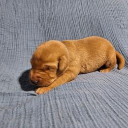 Blue - Yellow male Labrador Retriever puppy in Bemidji, Minnesota from Northern Star Elite Quality Labrador Retrievers