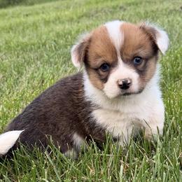 Oakley - Red female Pembroke Welsh Corgi puppy in Hillsville, Virginia from Bonderosa Kennels