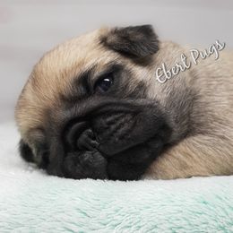 Golden Retriever and Pug Puppies from Ebert Pugs