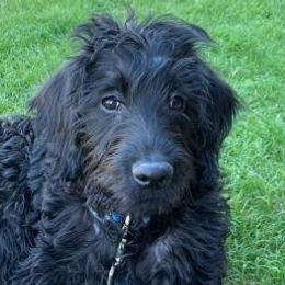Aussiedoodles, Goldendoodles, and Labradoodles from Loving Doodle