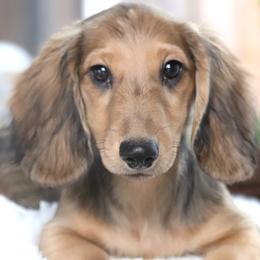 Drover - Cream male Dachshund puppy in Azle, Texas from American Dachshunds