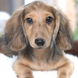 Drover - Cream male Dachshund puppy in Azle, Texas from American Dachshunds