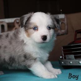 Boy 1 - male Miniature American Shepherd puppy in Elgin, Oregon from LongMile Aussies