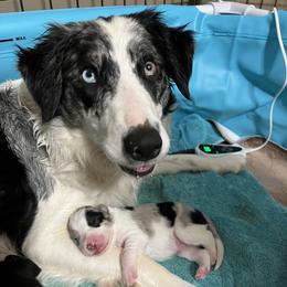 Border Collie Puppies from Roaring River Border Collies