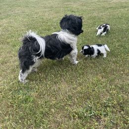 Teddy - Shih Tzu