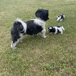 Teddy - Shih Tzu