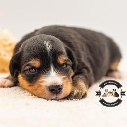 Joey - Black tri female Miniature American Shepherd puppy in Tonopah, Arizona from King's Miniature American Shepherds