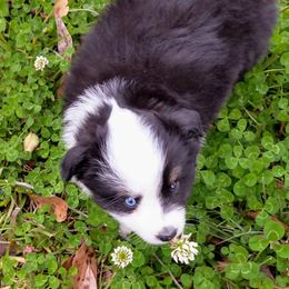 Toy Australian Shepherd Puppies from Doe-Trails Toy Aussies