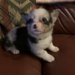 Girl 2 - Pembroke Welsh Corgi puppy in Brackettville, Texas from Schott’s Country Corgis