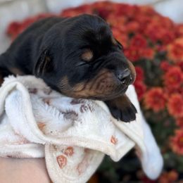 Pumpkin - Black and rust female Doberman Pinscher puppy in Mason, Texas from Hill Country Family Dobermans