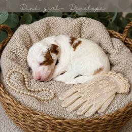 Goldendoodle Puppies from RadDoodles