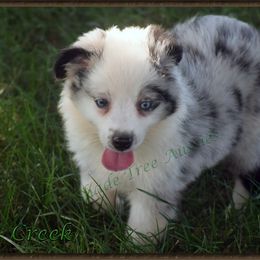 Miniature American Shepherd, Miniature Australian Shepherd, and Toy Australian Shepherd Puppies from Shade Tree Aussies