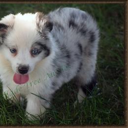 Miniature American Shepherd, Miniature Australian Shepherd, and Toy Australian Shepherd Puppies from Shade Tree Aussies