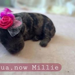 Pua - female Cavapoochon puppy in Bullard, Texas from Cavapoochon Central LLC
