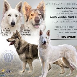 German Shepherd puppies from Davis Farm