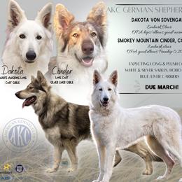 German Shepherd puppies from Davis Farm