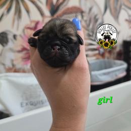 Fawn girl - Fawn female Pug puppy in Keysville, Georgia from Rollee Pollee Pugs