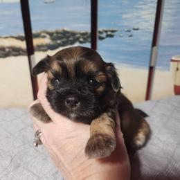 Mahogany - Brown female Shichon puppy in Imperial, Missouri from Shichon Teddybear  puppies of Miss