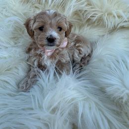 Delilah - Cream female Maltipoo puppy in New Port Richey, Florida from Toy Poodles And Maltese Of Florida