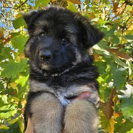 German Shepherd Puppies from Rosewood German Shepherds