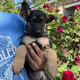 Zelda - Black and red female German Shepherd puppy in Whitewater, California from Vom Haus Metzler Shepherds