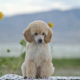 Lucian - Cream male Poodle puppy in Orem, Utah from First Class Poodles