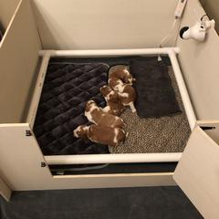 Welsh Springer Spaniel Puppies from Renascent Welsh Springer Spaniels